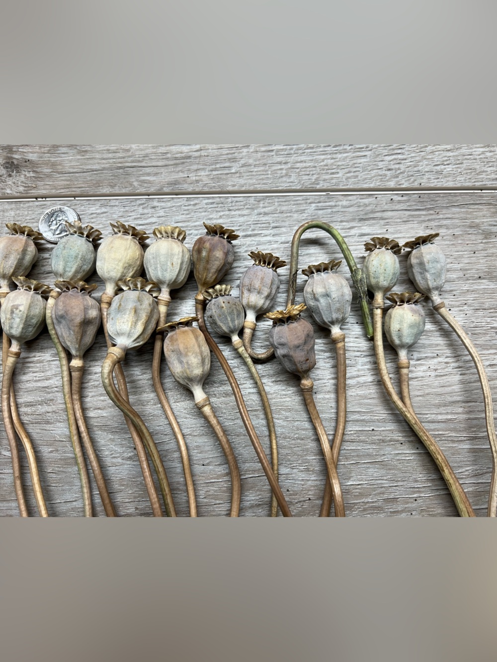 Dried Poppy Pods - 30 large Natural Brown and Cream Decorative Stems - Picture 3 of 3